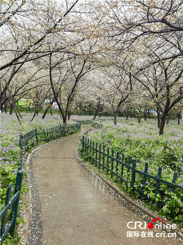 【與春天撞個滿懷 打卡最美春景】武漢東湖櫻園：_fororder_8