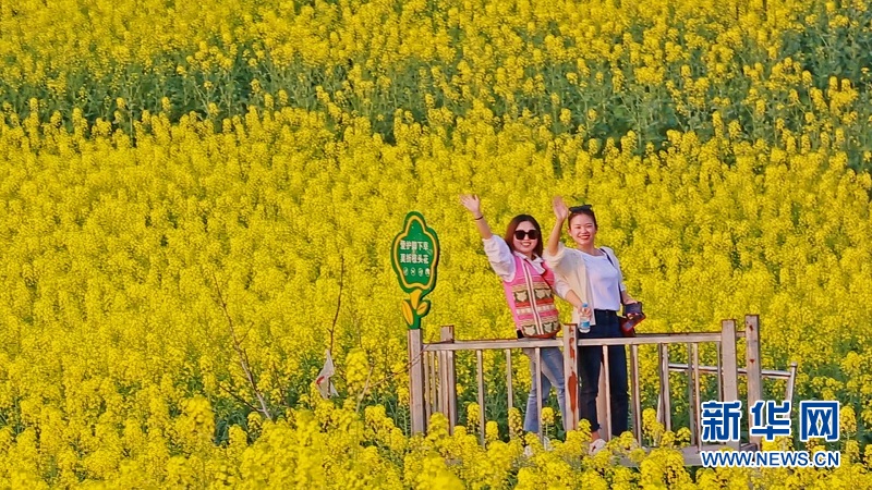 春染來鳳 邂逅一場繁花似錦