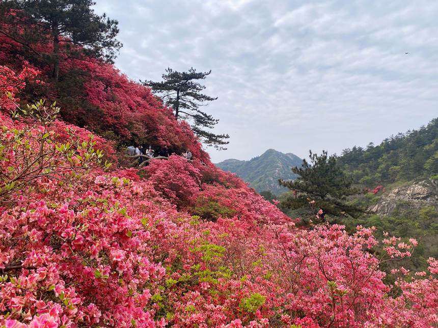 最美人間四月天 漫山杜鵑花正紅