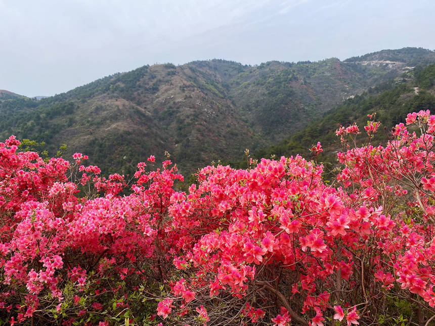 最美人間四月天 漫山杜鵑花正紅
