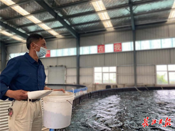 池裏養江魚 “桶”裏養鱸魚 這個合作社帶領農戶一年賺了20多萬元_fororder_01
