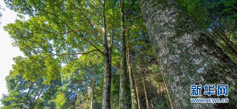 湖北來鳳：鄉村振興綻放“鳳城山春圖”