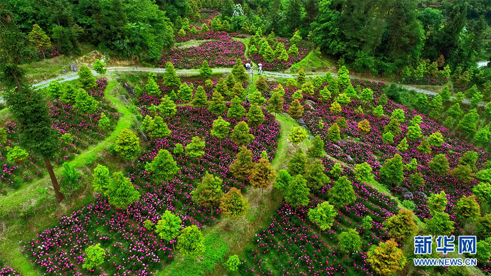 湖北恩施州：芍藥花開漫山芳 林下經濟助增收