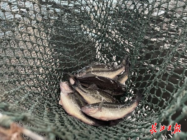 池裏養江魚 “桶”裏養鱸魚 這個合作社帶領農戶一年賺了20多萬元