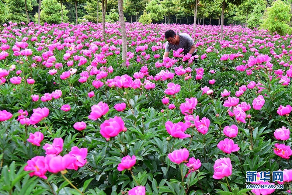 湖北恩施州：芍藥花開漫山芳 林下經濟助增收
