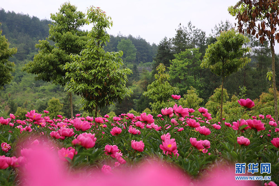 湖北恩施州：芍藥花開漫山芳 林下經濟助增收