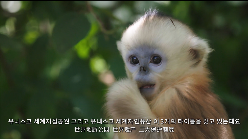 【視頻已過審】【家住長江邊】第二集 韓國歐巴帶你探秘神農架