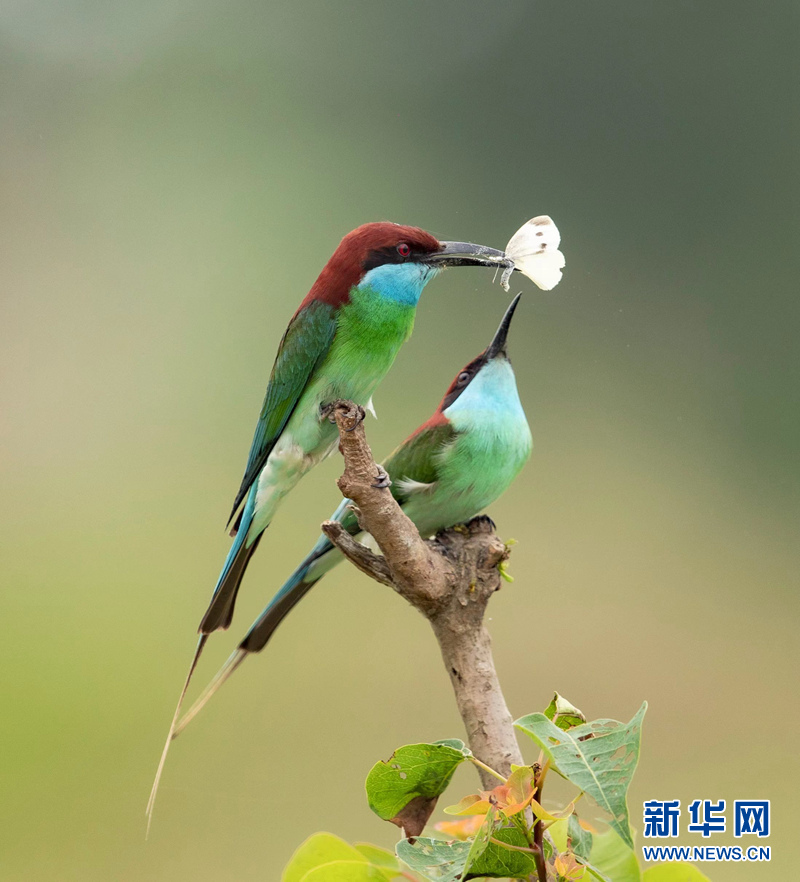 初夏萌“虎” 枝頭秀美