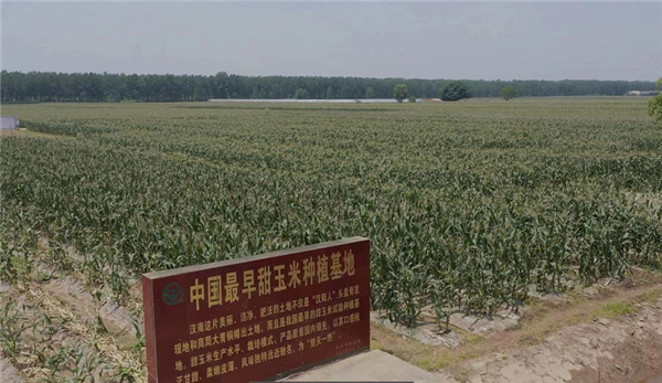 漢南甜玉米亮相央視 擦亮“漢字號”金名片_fororder_圖片2