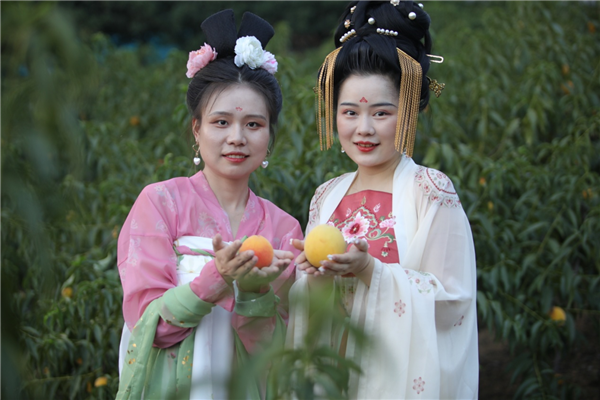 湖北荊門漳河鎮：香山黃桃成致富“金果”_fororder_圖片6