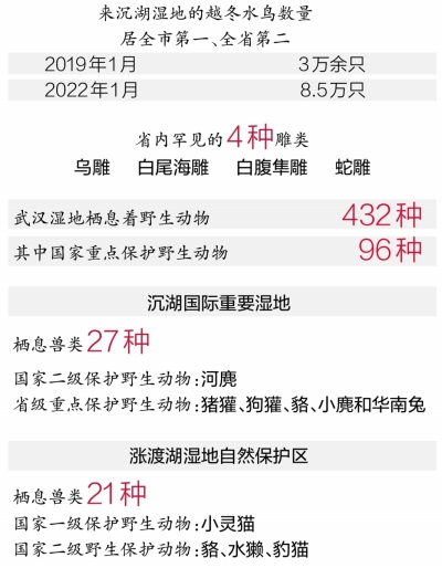 4種湖北省內罕見雕類現身沉湖濕地