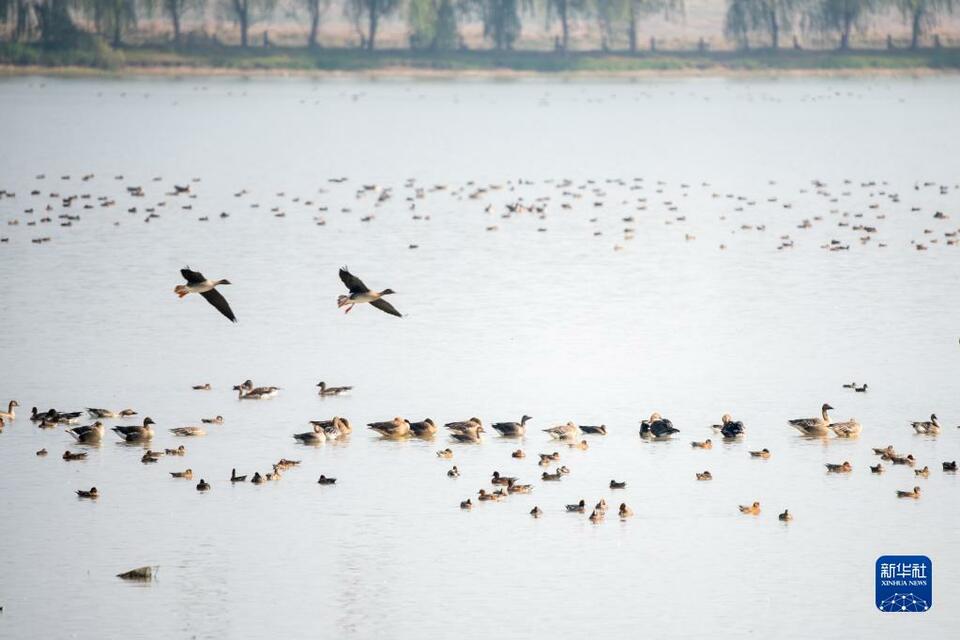 候鳥翔集府河濕地