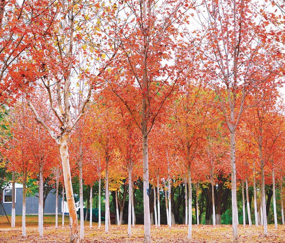 武漢沙湖公園紅楓進入最佳觀葉季_fororder_01