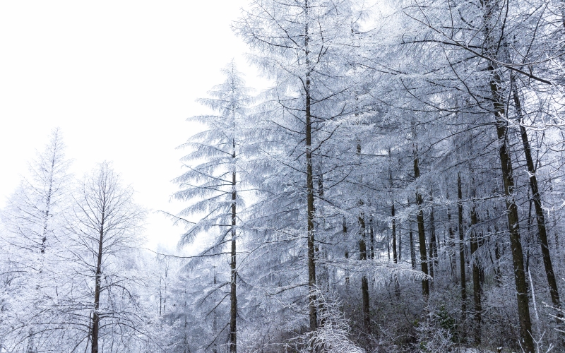 湖北建始：飛瞰林場初雪