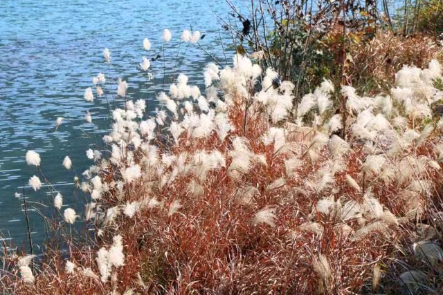 湖北建始：荻花若雪 美不勝收