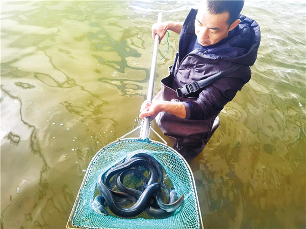 荊門屈家嶺鰻魚“遊”到海外_fororder_01