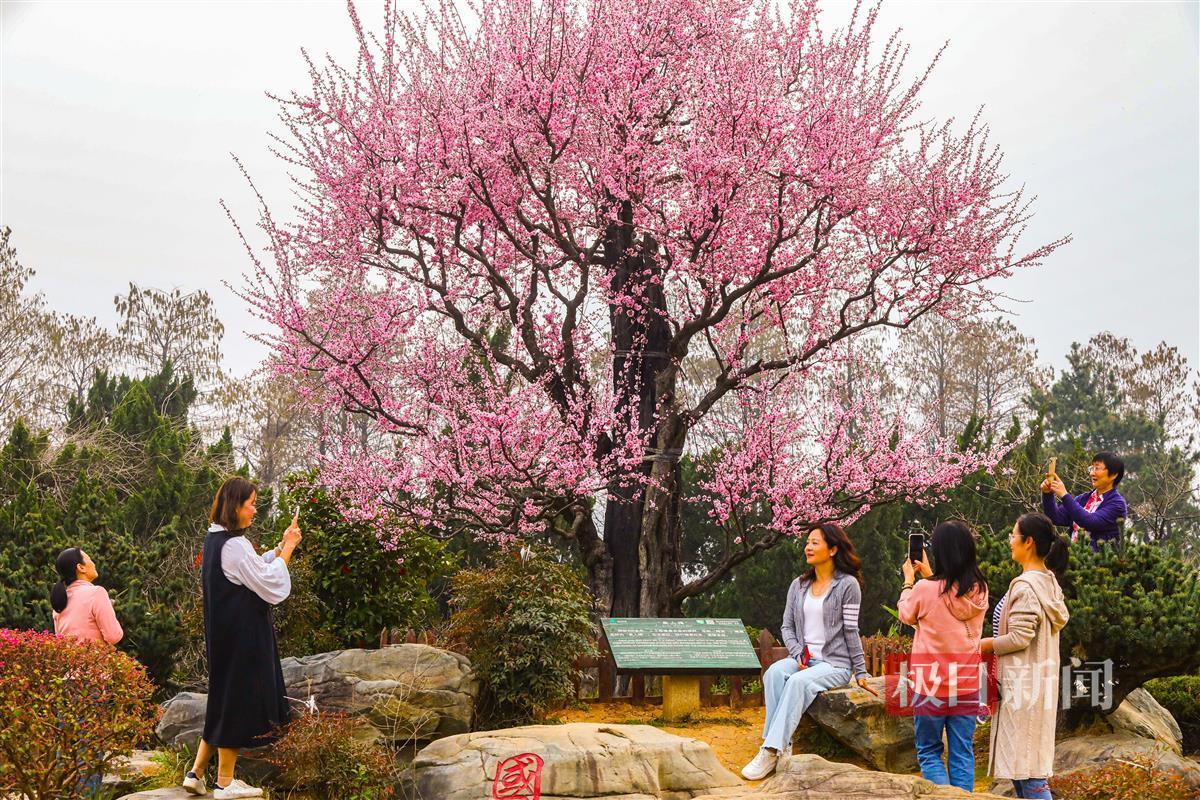 武漢東湖梅園800年“梅祖宗”激情綻放