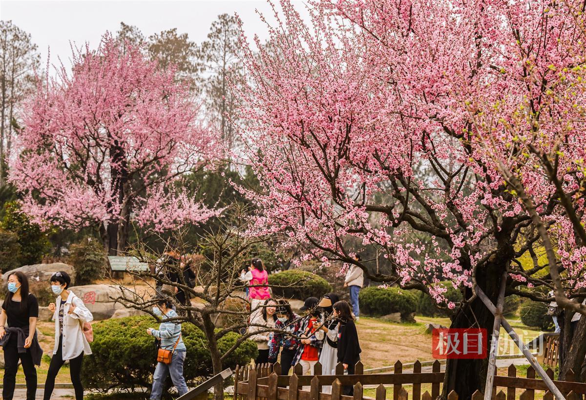 武漢東湖梅園800年“梅祖宗”激情綻放