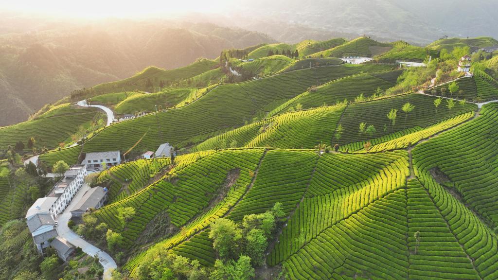 湖北鶴峰：初夏茶園美如畫