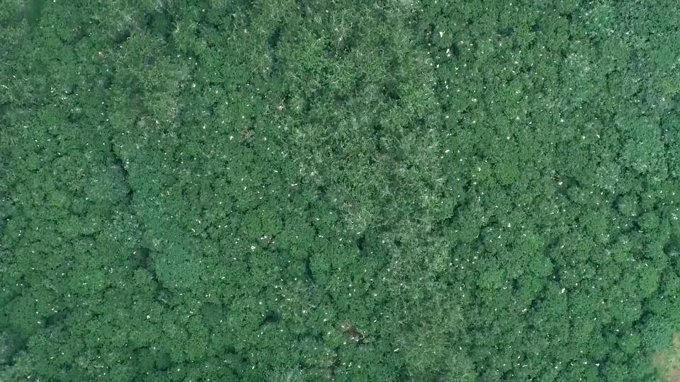 走近國家保護動物麋鹿、江豚 長江生態保護見成效