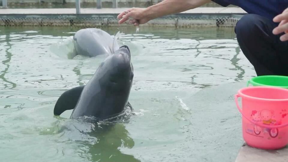 走近國家保護動物麋鹿、江豚 長江生態保護見成效