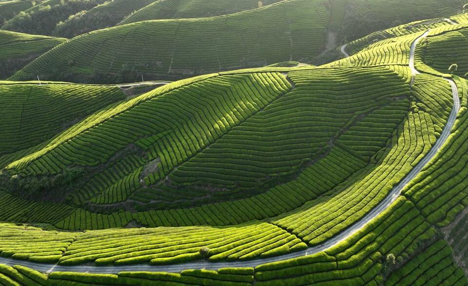 湖北鶴峰：初夏茶園美如畫