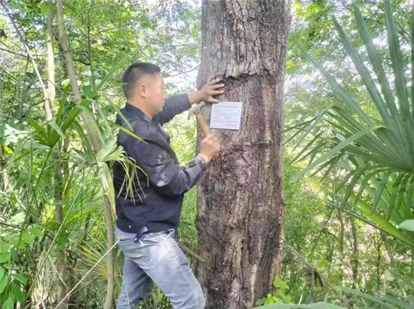 荊門東寶區：加強古樹名木保護 厚植生態文明底色_fororder_圖片2