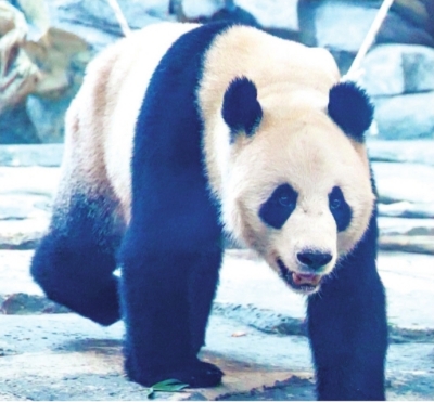 武漢動物園28日開園 大熊貓“武林”“盟盟”將與市民見面