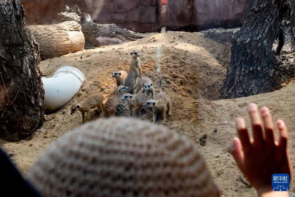 湖北武漢：看看動物們的新家園