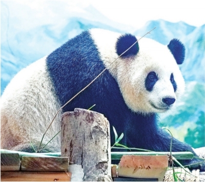 武漢動物園28日開園 大熊貓“武林”“盟盟”將與市民見面