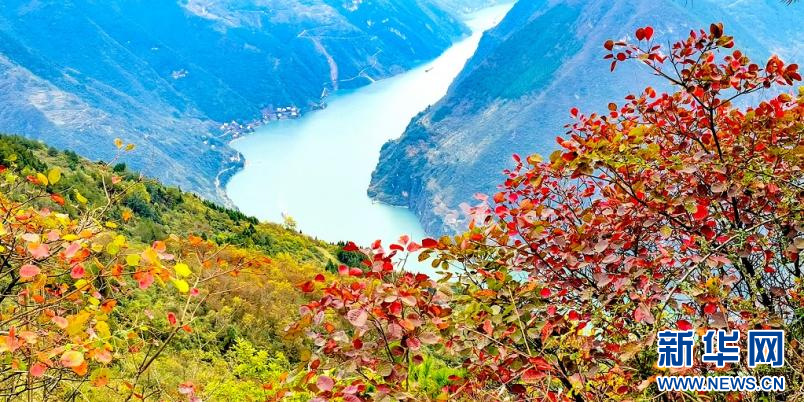 巴東巫峽初冬美 紅葉雲霧漫峽江