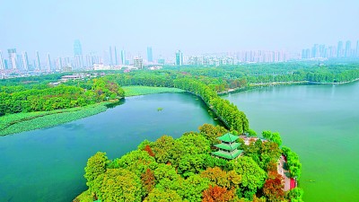 守一城碧水 繪生態畫卷——“百湖之市”武漢的濕地保護之道