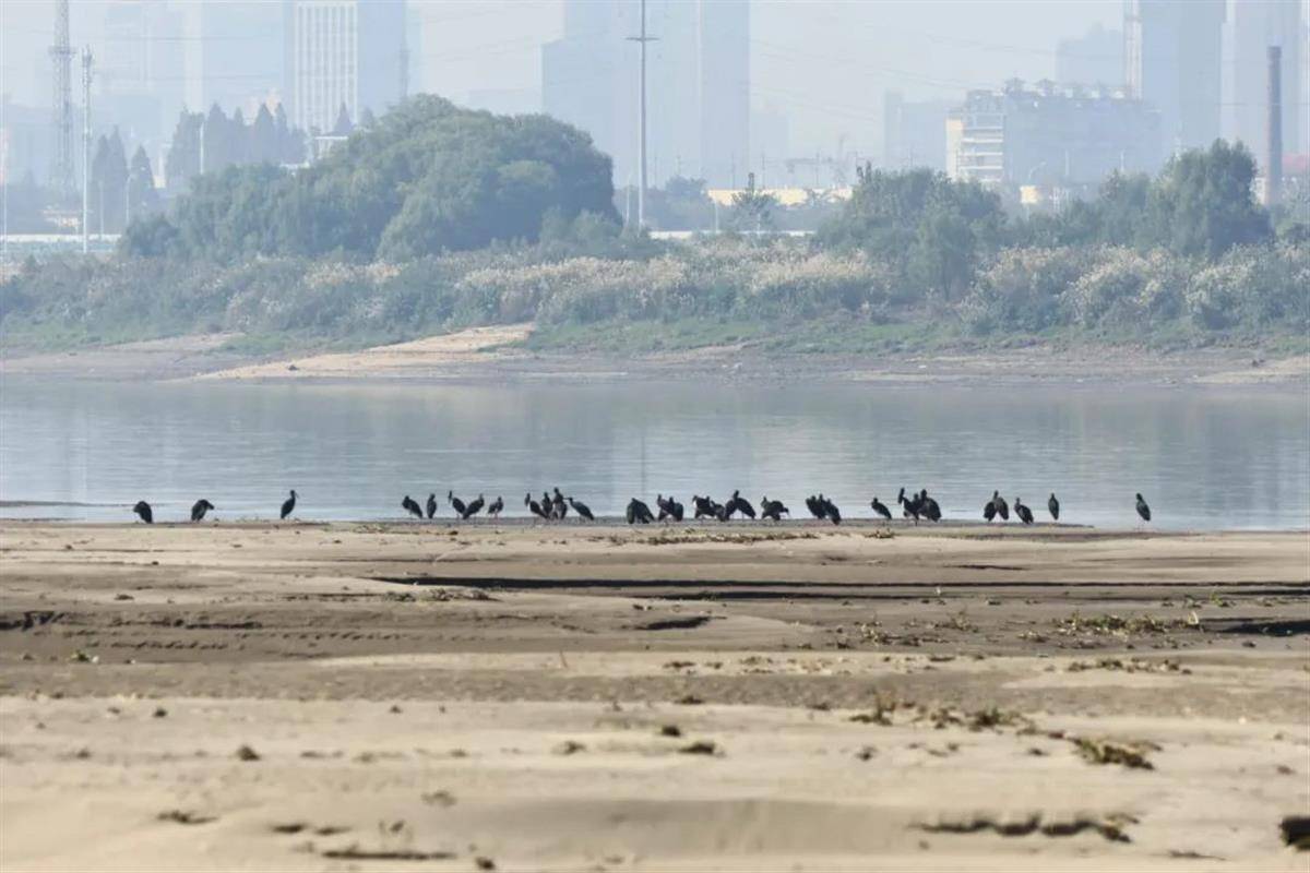 一級珍稀保護鳥類黑鸛群落連續10年報到 武漢越冬候鳥進入高峰期