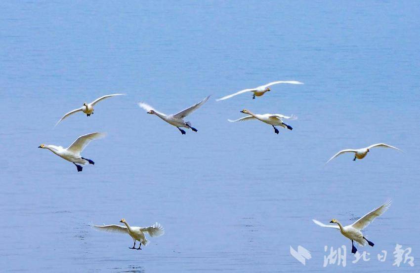 退養還濕 引來珍稀鳥類！武漢漲渡湖入列全國首批陸生野生動物重要棲息地
