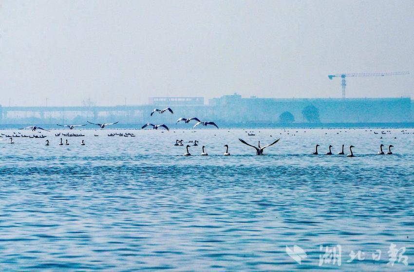 退養還濕 引來珍稀鳥類！武漢漲渡湖入列全國首批陸生野生動物重要棲息地