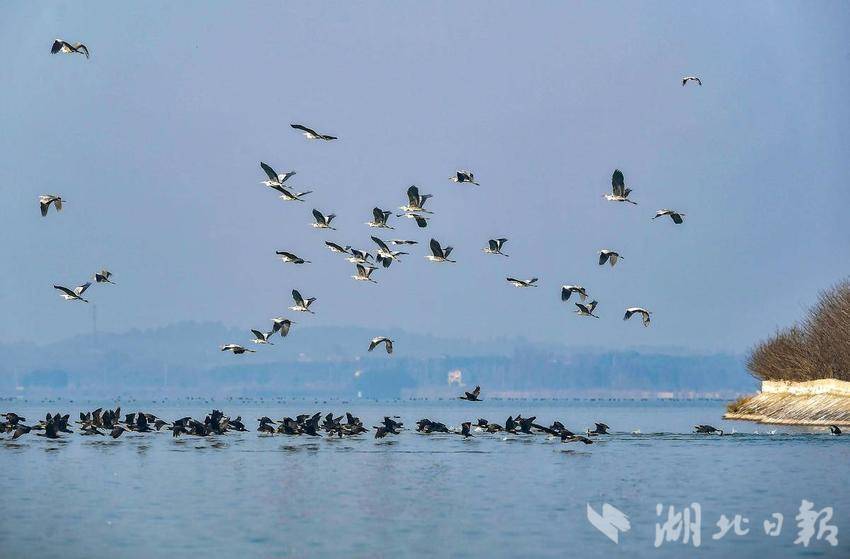 退養還濕 引來珍稀鳥類！武漢漲渡湖入列全國首批陸生野生動物重要棲息地