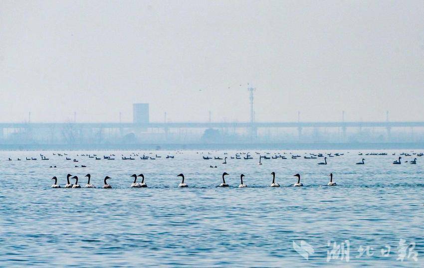 退養還濕 引來珍稀鳥類！武漢漲渡湖入列全國首批陸生野生動物重要棲息地