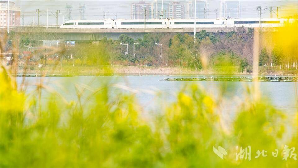 武漢萬國公園油菜花海惹人醉
