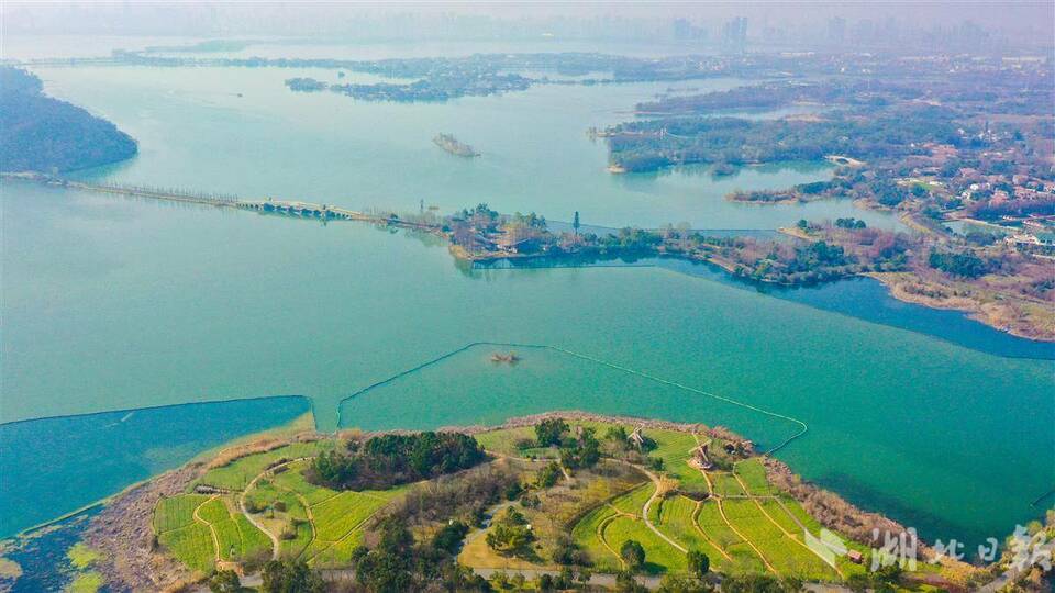 武漢萬國公園油菜花海惹人醉