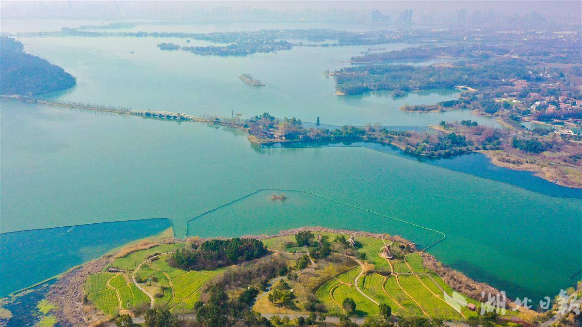 武漢萬國公園油菜花海惹人醉