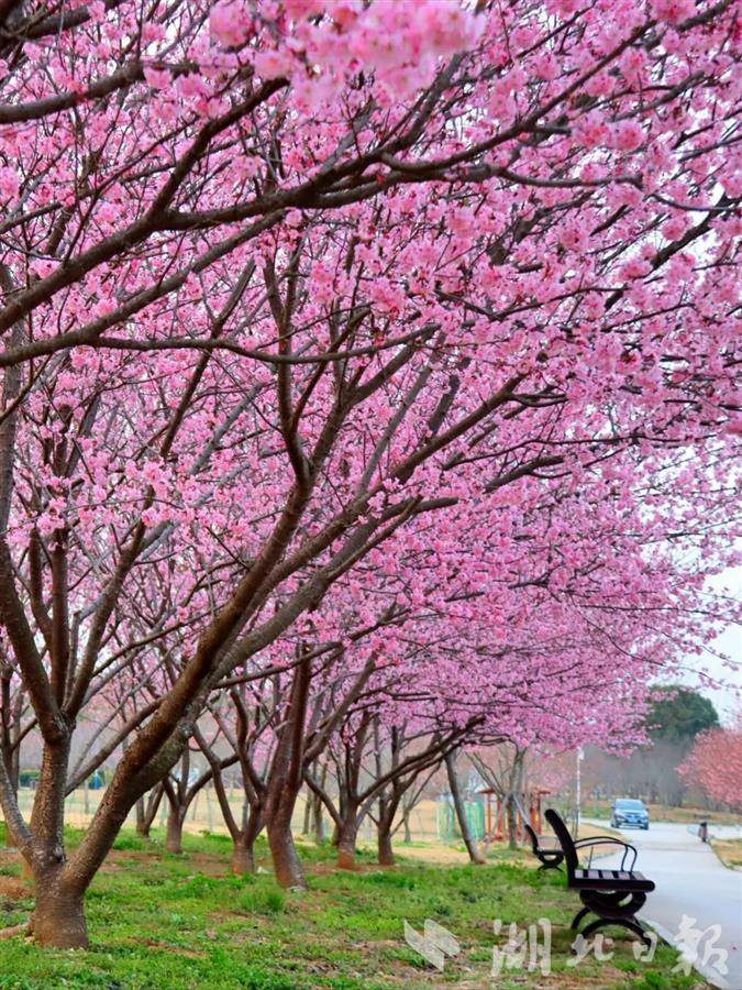 湖北省多景區推出賞花特色活動和惠民舉措