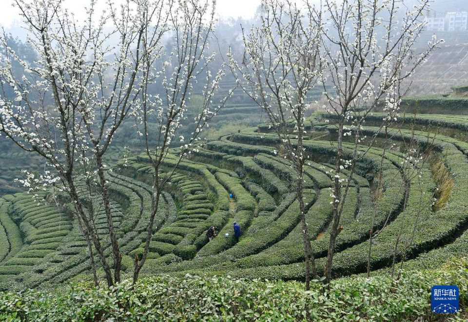 三峽庫區早春茶開採