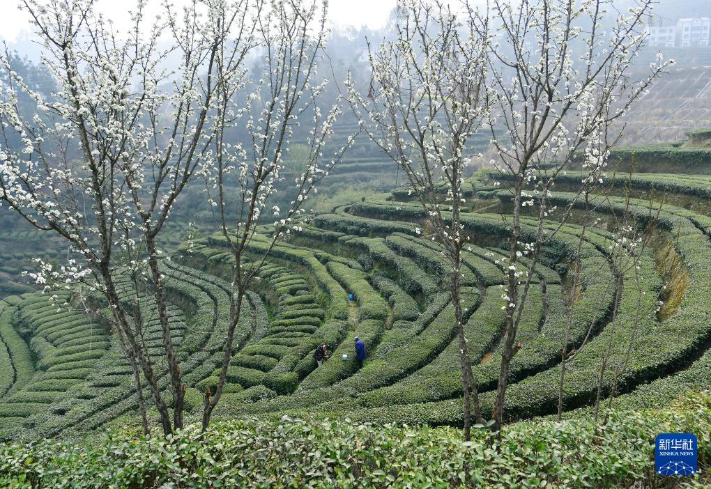 三峽庫區早春茶開採