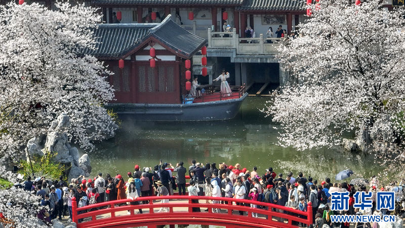 湖北武漢：櫻花盛宴 浪漫滿春