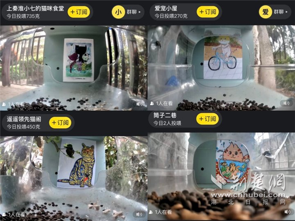 世界孤獨症關注日 武漢這位“來自星星的畫家”為流浪貓作畫傳遞愛心_fororder_03