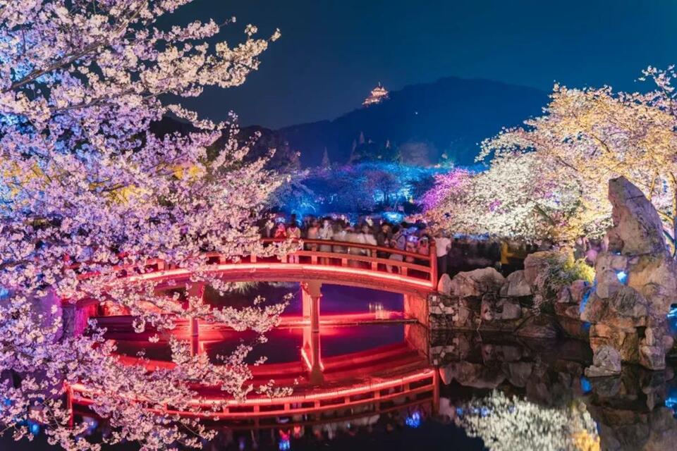 東湖櫻花園3月7日開園 開通三大賞櫻專線