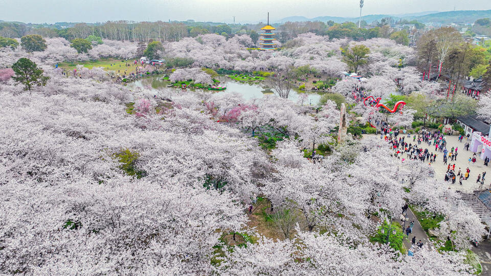 東湖櫻花園3月7日開園 開通三大賞櫻專線