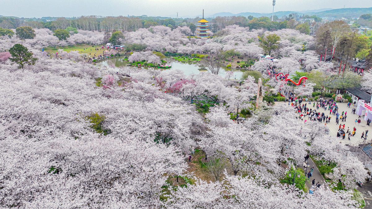 東湖櫻花園3月7日開園 開通三大賞櫻專線
