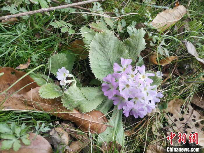 湖北賽武當發現近危物種齒萼報春