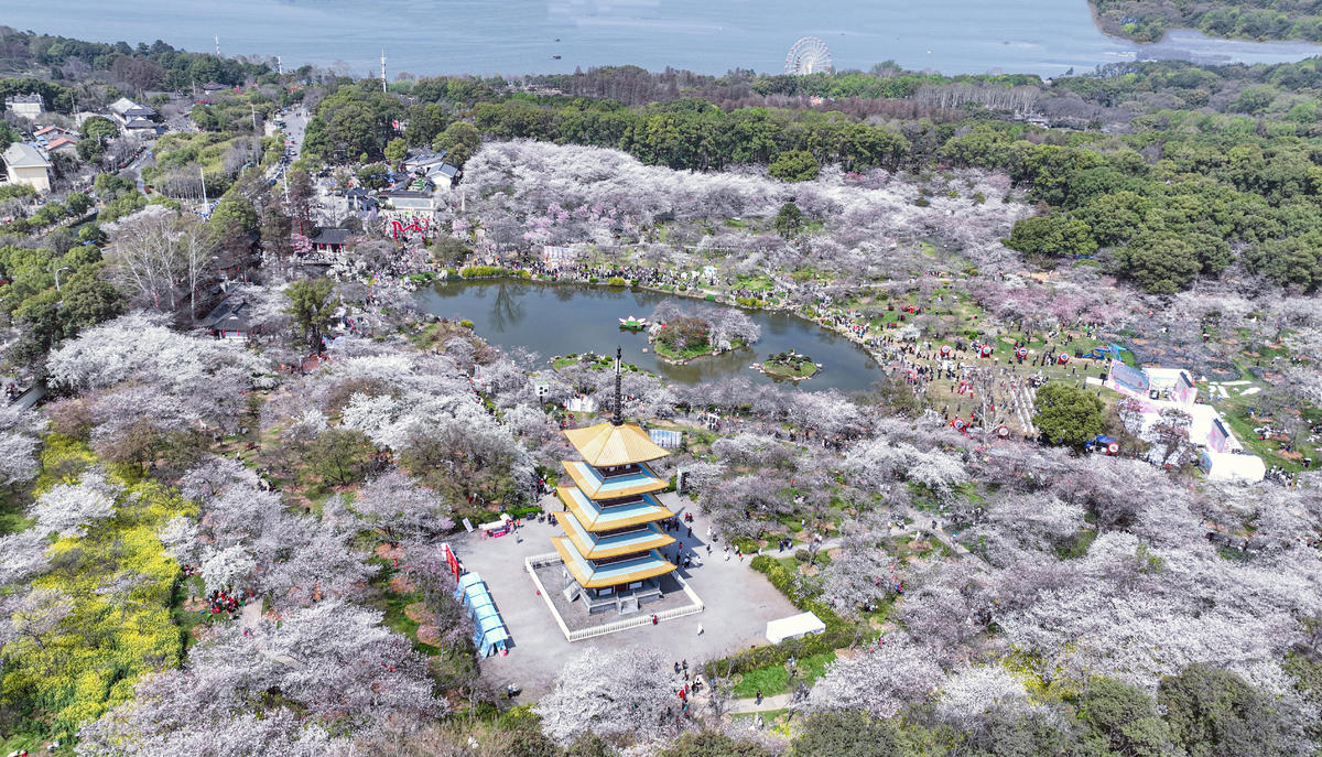東湖櫻花園3月7日開園 開通三大賞櫻專線